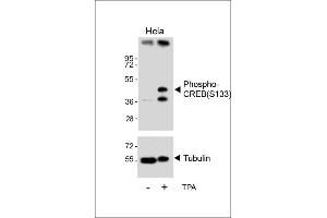 Western blot analysis of lysates from Hela cell line, untreated or treated with T, 200nM, using Phospho-CREB Antibody (upper) or tubulin(lower).