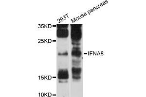 Western blot analysis of extracts of various cell lines, using IFNA8 antibody (ABIN6293097) at 1:3000 dilution. (IFNA8 抗体)