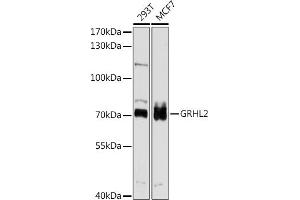 Western blot analysis of extracts of various cell lines, using GRHL2 antibody (ABIN6131917, ABIN6141384, ABIN6141385 and ABIN6214306) at 1:1000 dilution. (GRHL2 抗体  (AA 80-250))