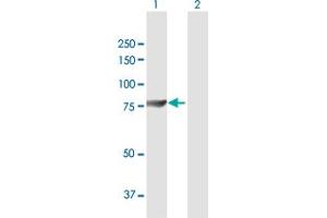 Western Blot analysis of GUCY1A3 expression in transfected 293T cell line by GUCY1A3 MaxPab polyclonal antibody. (GUCY1A1 抗体  (AA 1-690))