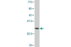 Western Blot detection against Immunogen (36. (DUSP5 抗体  (AA 286-384))