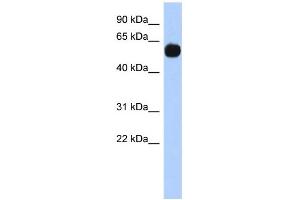 WB Suggested Anti-MPP7 Antibody Titration: 0. (MPP7 抗体  (N-Term))