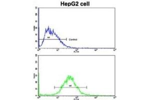 Flow Cytometry (FACS) image for anti-Cyclin A2 (CCNA2) antibody (ABIN3003117) (Cyclin A 抗体)