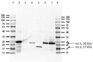 anti-Feimin antibody