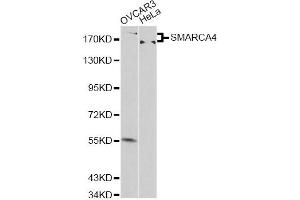 Western blot analysis of extracts of various cell lines, using SMARCA4 antibody (ABIN6290438) at 1:500 dilution. (SMARCA4 抗体)