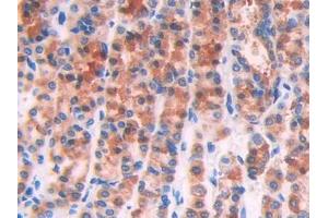 IHC-P analysis of Rat Stomach Tissue, with DAB staining. (IL1R1 抗体  (AA 119-217))