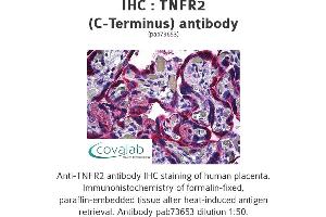 Image no. 1 for anti-Tumor Necrosis Factor Receptor Superfamily, Member 1B (TNFRSF1B) (C-Term) antibody (ABIN1740187) (TNFRSF1B 抗体  (C-Term))