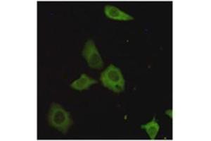 Immunocytochemistry staining of HeLa cells fixed with 4 % Paraformaldehyde and using TORC1 mouse mAb (dilution 1:200). (CRTC1 抗体)