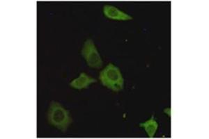 Immunocytochemistry staining of HeLa cells fixed with 4 % Paraformaldehyde and using TORC1 mouse mAb (dilution 1:200). (CRTC1 抗体)