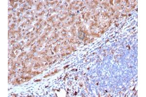 Formalin-fixed, paraffin-embedded human Liver stained with Cathepsin D Mouse Monoclonal Antibody (CTSD/3082).