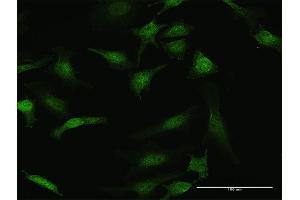 Immunofluorescence (IF) image for anti-serine/threonine Kinase 3 (STK3) (AA 1-491) antibody (ABIN520573)