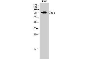 Western Blotting (WB) image for anti-GRB2-Associated Binding Protein 2 (GAB2) (Internal Region) antibody (ABIN3184718) (GAB2 抗体  (Internal Region))