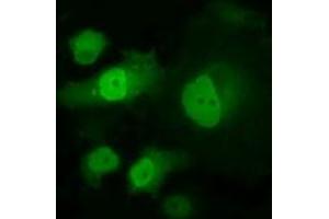 Anti-PPME1 mouse monoclonal antibody (ABIN2453492) immunofluorescent staining of COS7 cells transiently transfected by pCMV6-ENTRY PPME1 (RC200009). (PPME1 抗体)