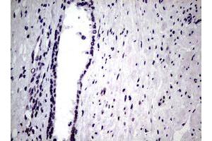 Image no. 1 for anti-Nibrin (NBN) (AA 183-460) antibody (ABIN1491066) (Nibrin 抗体  (AA 183-460))