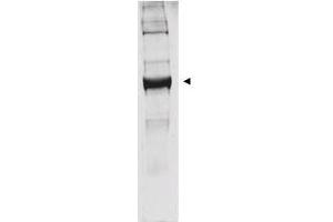 Western blot analysis is shown using  anti-bovine glutamate dehydrogenase antibody to detect the enzyme from bovine liver preparations. (GLUD1 抗体)