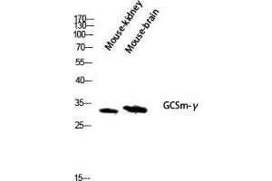 Western Blot (WB) analysis of Mouse Kidney Mouse Brain lysis using GCSm-gamma antibody. (GCSm-gamma (Internal Region) 抗体)