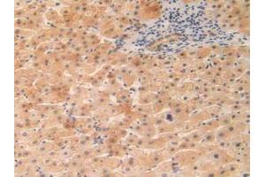 IHC-P analysis of Human Liver Tissue, with DAB staining. (OIT3 抗体  (AA 297-506))