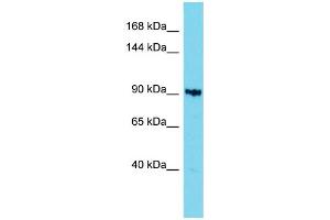 Host: Rabbit Target Name: KIAA1614 Sample Type: 721_B Whole Cell lysates Antibody Dilution: 1. (KIAA1614 抗体  (C-Term))