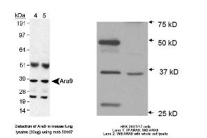 Image no. 3 for anti-Aryl Hydrocarbon Receptor Interacting Protein (AIP) antibody (ABIN363261) (AIP 抗体)