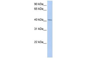 ERLIN1 antibody used at 1 ug/ml to detect target protein. (ERLIN1 抗体  (N-Term))
