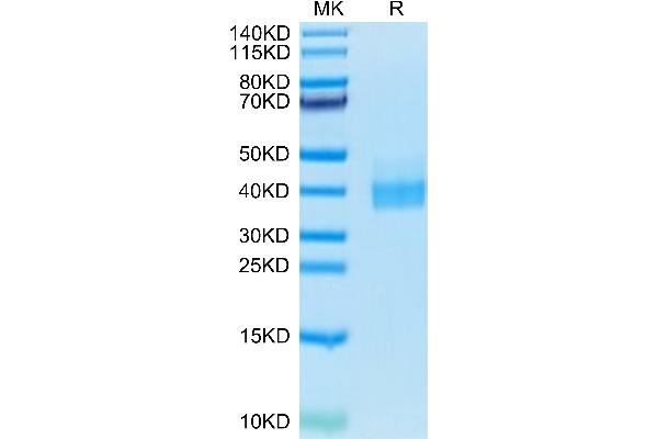 PD-L1 Protein (AA 19-238) (His-Avi Tag,Biotin)