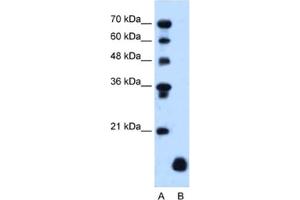 Western Blotting (WB) image for anti-Proteolipid Protein 2 (PLP2) antibody (ABIN2462842) (PLP2 抗体)