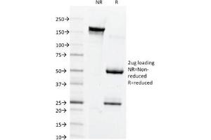 SDS-PAGE Analysis of Purified, BSA-Free Connexin 32 Antibody (clone M12. (GJB1 抗体  (Cytoplasmic Loop))