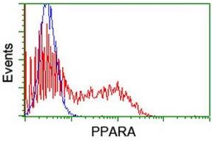 HEK293T cells transfected with either RC216176 overexpress plasmid (Red) or empty vector control plasmid (Blue) were immunostained by anti-PPARA antibody (ABIN2455014), and then analyzed by flow cytometry. (PPARA 抗体  (AA 145-420))