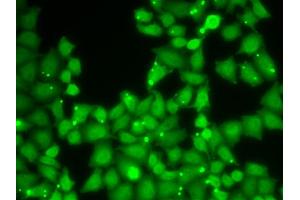 Immunofluorescence analysis of HeLa cells using EIF3E antibody. (EIF3E 抗体)