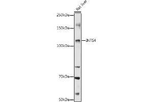 Western blot analysis of extracts of Rat liver, using INTS4 antibody  at 1:1000 dilution. (INTS4 抗体  (AA 1-270))