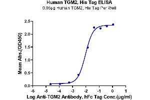 Immobilized Human TGM2, His Tag at 0.