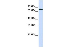 ZNF714 antibody used at 0. (ZNF714 抗体  (N-Term))