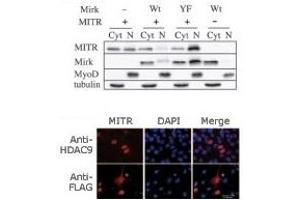 Image no. 2 for anti-Histone Deacetylase 9 (HDAC9) (N-Term) antibody (ABIN356655) (HDAC9 抗体  (N-Term))