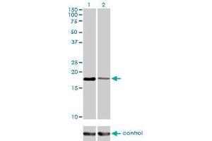Western Blotting (WB) image for anti-Baculoviral IAP Repeat-Containing 5 (BIRC5) (AA 1-100) antibody (ABIN559893)