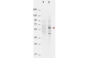 Western Blot of Mouse anti-AKT pT308 antibody. (AKT1 抗体  (pThr308))