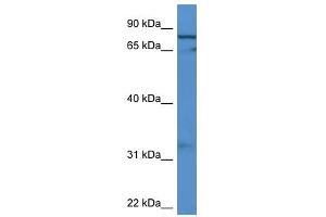 Western Blot showing GFM2 antibody used at a concentration of 1-2 ug/ml to detect its target protein. (GFM2 抗体  (C-Term))