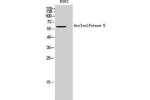 Western Blotting (WB) image for anti-Arylsulfatase K (ARSK) antibody (ABIN3173904) (Arylsulfatase K 抗体)