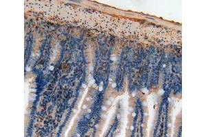 IHC-P analysis of intestine tissue, with DAB staining. (Annexin V 抗体  (AA 1-319))