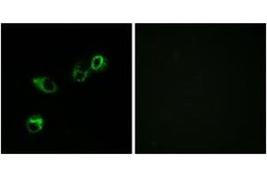 Immunofluorescence (IF) image for anti-Chemokine (C-C Motif) Receptor-Like 1 (CCRL1) (AA 291-340) antibody (ABIN2889895) (CCRL1 抗体  (AA 291-340))