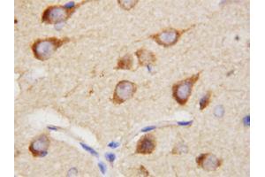 Immunohistochemical staining of paraffin embedded rat brain tissue section with PPID polyclonal antibody . (PPID 抗体  (C-Term))