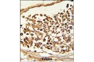 Formalin-fixed and paraffin-embedded human Testis tissue reacted with JMJD2B Antibody (N-term), which was peroxidase-conjugated to the secondary antibody, followed by DAB staining. (KDM4B 抗体  (N-Term))