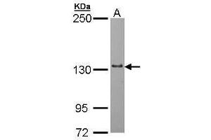 WB Image Sample (30 ug of whole cell lysate) A: Hep G2 , 5% SDS PAGE antibody diluted at 1:1000 (POLRMT 抗体  (Center))