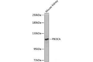 Western blot analysis of extracts of Mouse kidney using PIK3CA Polyclonal Antibody at dilution of 1:1000. (PIK3CA 抗体)