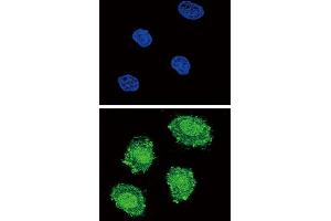 Immunofluorescence (IF) image for anti-Suppressor of Cytokine Signaling 1 (SOCS1) antibody (ABIN3003913) (SOCS1 抗体)