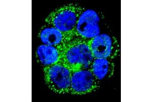 Confocal immunofluorescent analysis of IL1RN Antibody (C-term) (ABIN1882098 and ABIN2840789) with WiDr cell followed by Alexa Fluor 488-conjugated goat anti-rabbit lgG (green). (IL1RN 抗体  (C-Term))