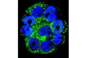 Confocal immunofluorescent analysis of IL1RN Antibody (C-term) (ABIN1882098 and ABIN2840789) with WiDr cell followed by Alexa Fluor 488-conjugated goat anti-rabbit lgG (green).