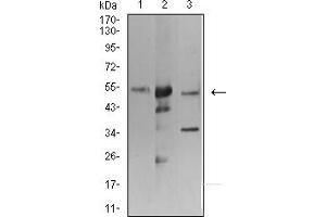 Western blot analysis using ATG3 mouse mAb against K562 (1), Hela (2), and THP-1 (3) cell lysate.