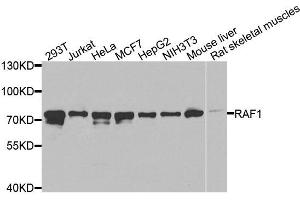 Western blot analysis of extracts of various cells, using RAF1 antibody. (RAF1 抗体  (C-Term))