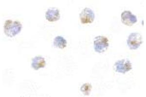 Immunocytochemistry of FLIP in 3T3 cells with AP30340PU-N FLIP antibody at 5 μg/ml. (FLIP 抗体  (C-Term))