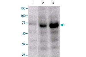 FOXP4 polyclonal antibody (Cat # PAB12686, 1 ug/mL) staining of mouse stomach (Lane 1), human tonsil (20 ug/lane 2) and human tonsil (40 ug/lane 3) at RT, 1 hour. (FOXP4 抗体  (C-Term))